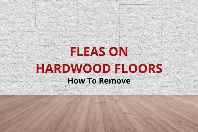 Get Rid Of Fleas On Hardwood Floors